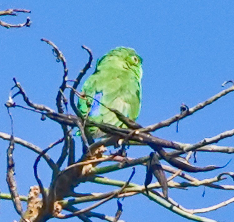 Riparian Parrotlet - ML642907563