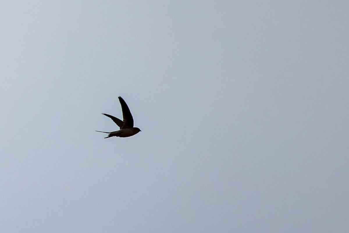 Asian Palm Swift - ML642907564