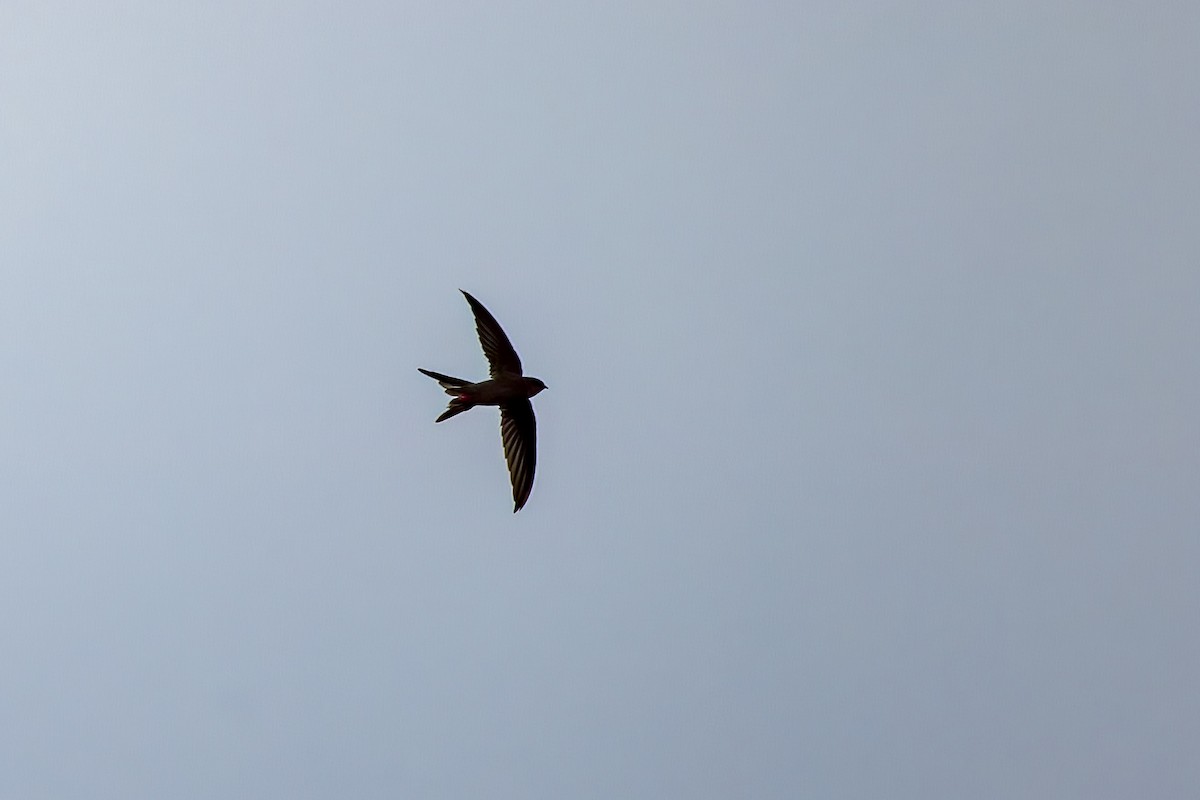 Asian Palm Swift - ML642907565