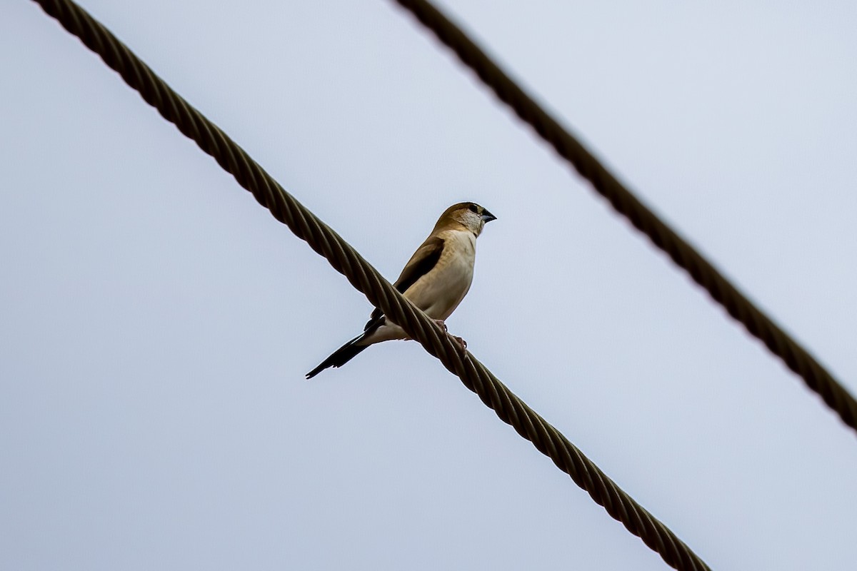 Indian Silverbill - ML642907571