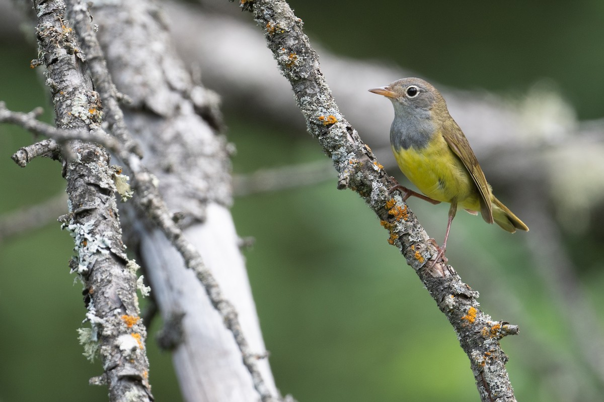 Connecticut Warbler - ML642907592