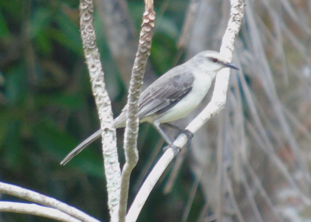 Tropical Mockingbird - ML642907593