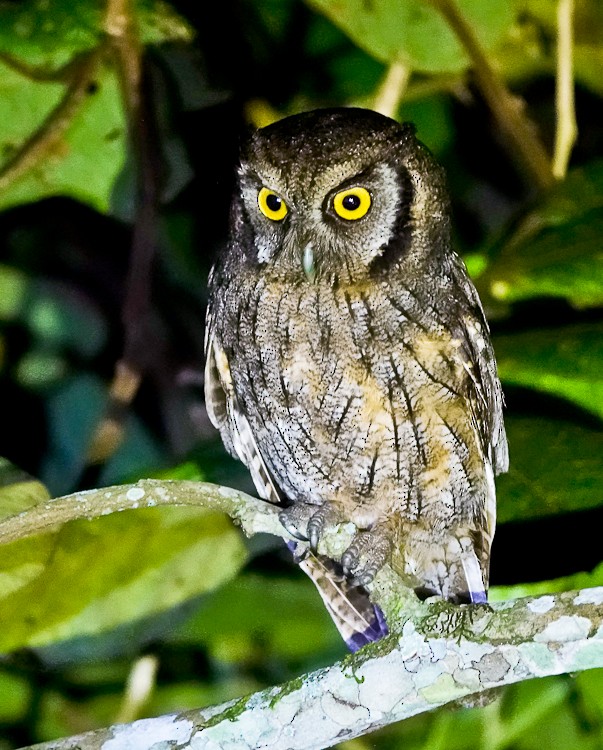 Tropical Screech-Owl - ML642907602