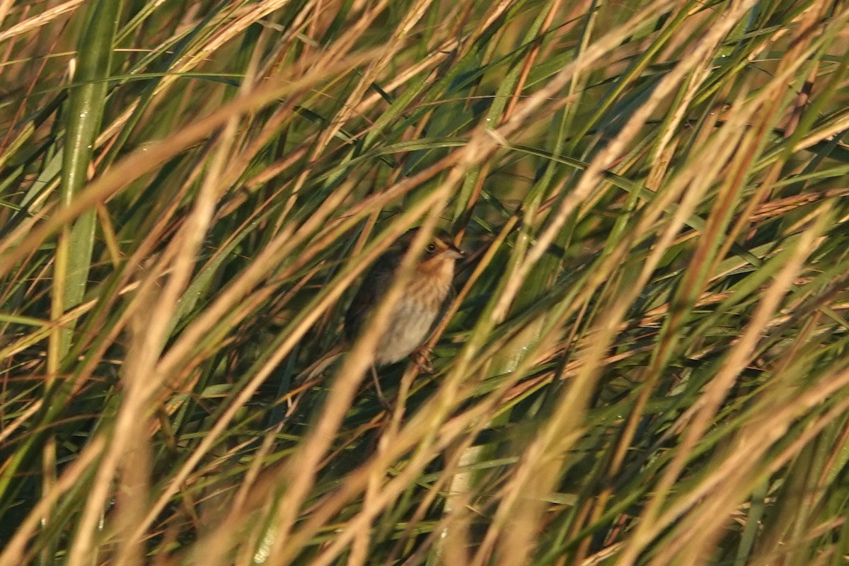 Nelson's Sparrow - ML642907604