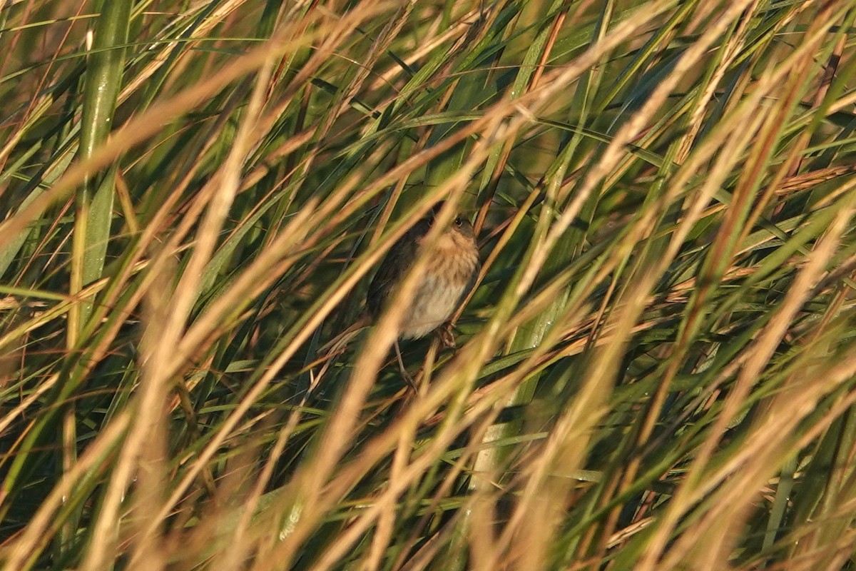 Nelson's Sparrow - ML642907605
