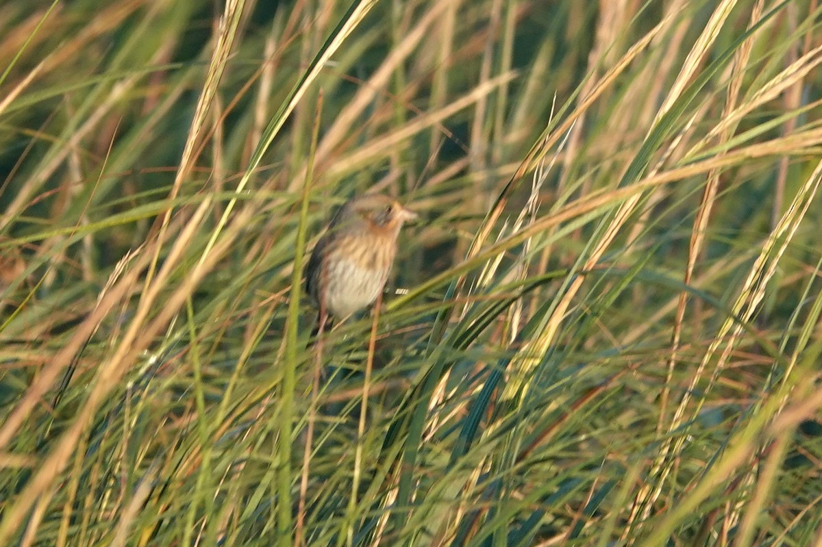 Nelson's Sparrow - ML642907606