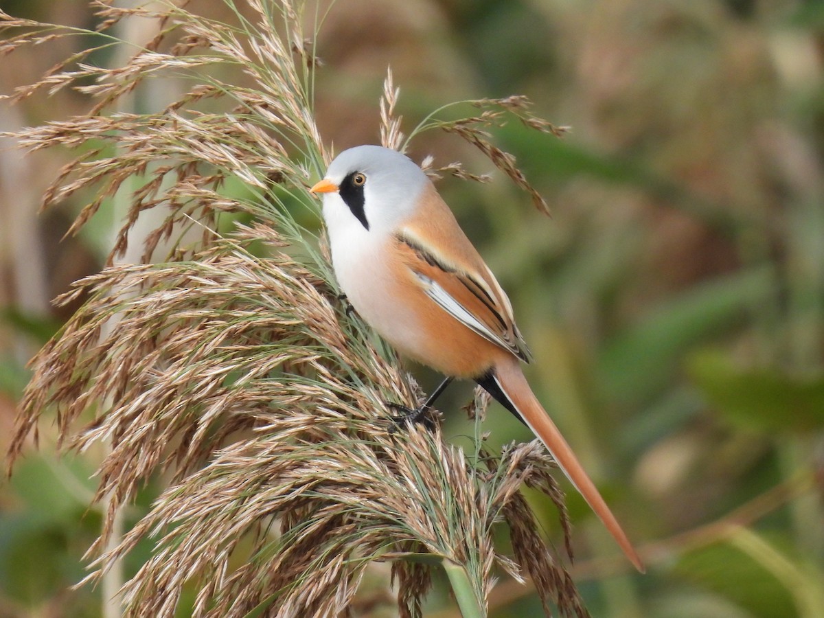 Bearded Reedling - ML642907607
