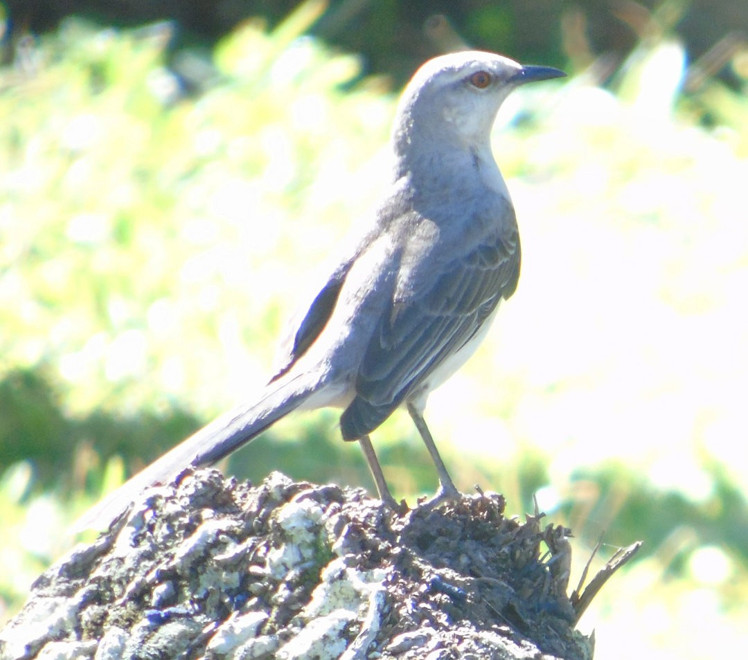 Tropical Mockingbird - ML642907616