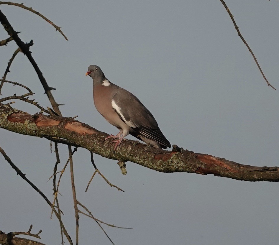 Ойн тагтаа - ML642907620