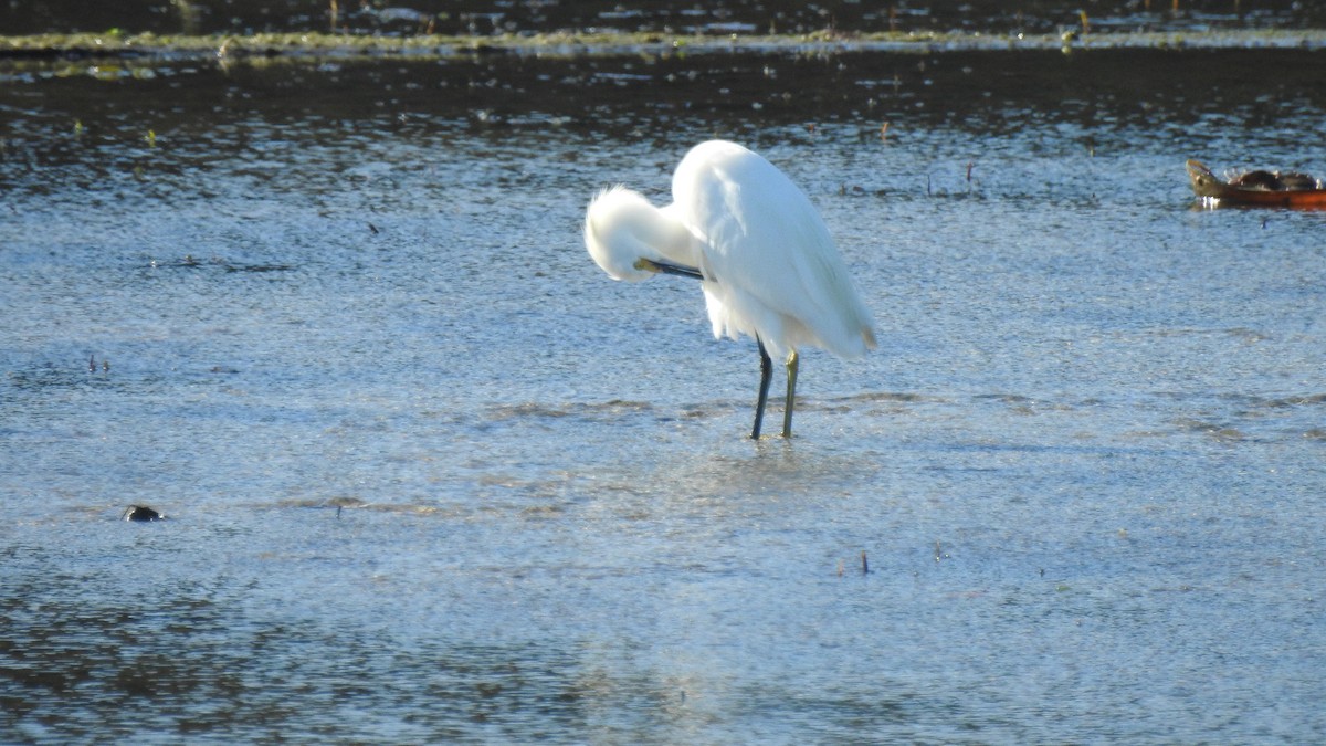 Snowy Egret - ML642907625
