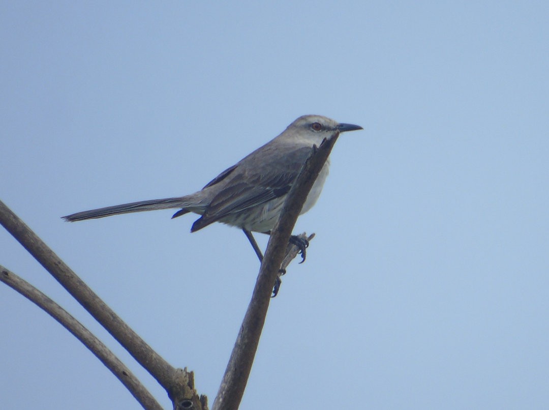 Tropical Mockingbird - ML642907638
