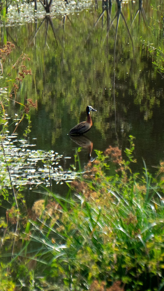 White-faced Whistling-Duck - ML642907650