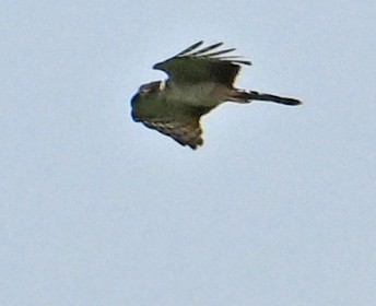 Bicolored Hawk - ML642907652