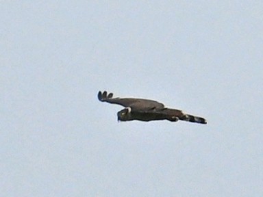 Bicolored Hawk - ML642907653