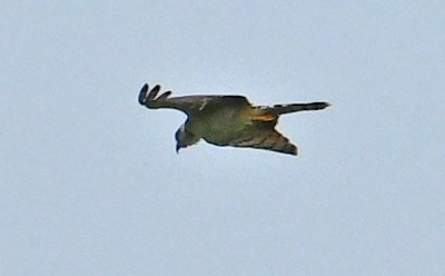 Bicolored Hawk - ML642907654