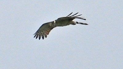 Bicolored Hawk - ML642907655