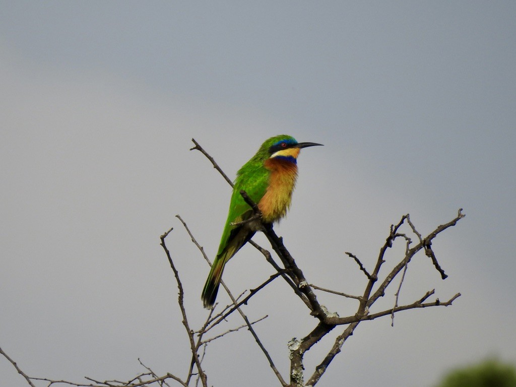 Ethiopian Bee-eater - ML642907659