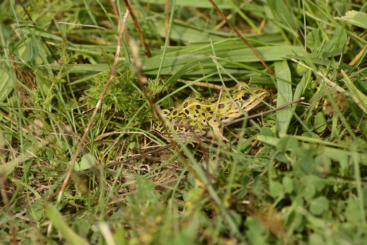 Animali - ML642907660