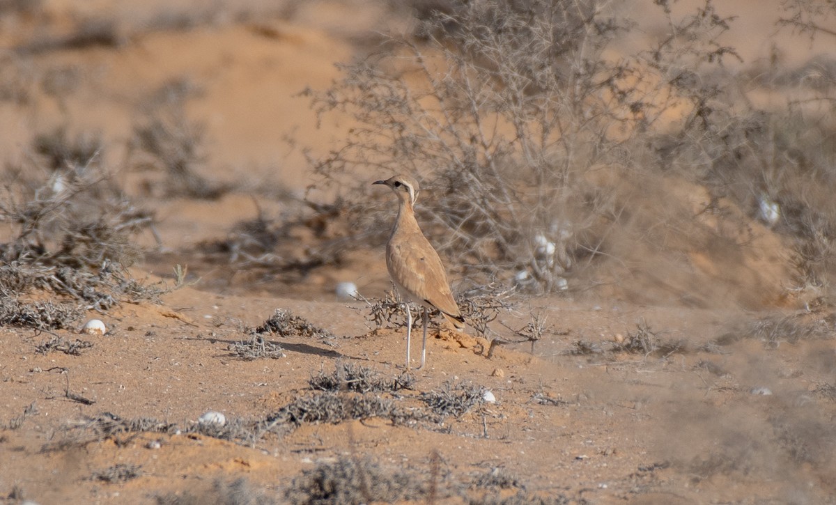 Cream-colored Courser - ML642907664