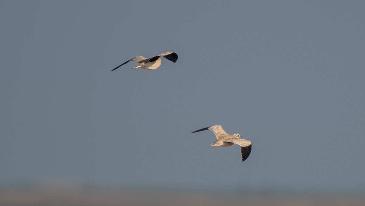 Cream-colored Courser - ML642907665