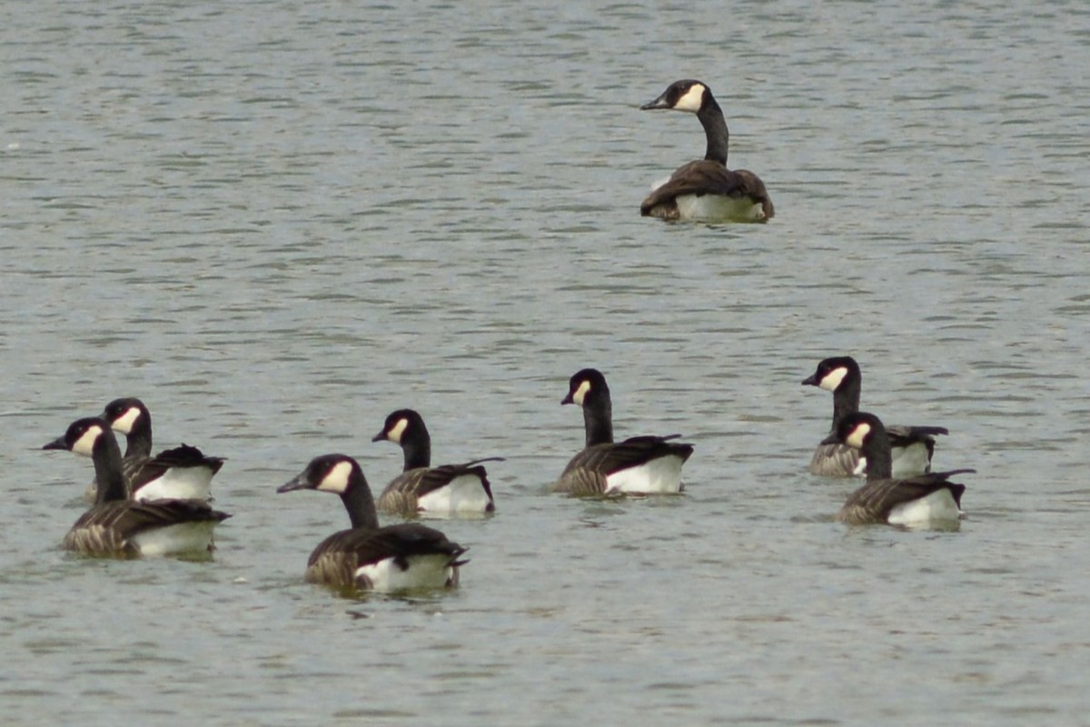 Oca canadese minore - ML642907673