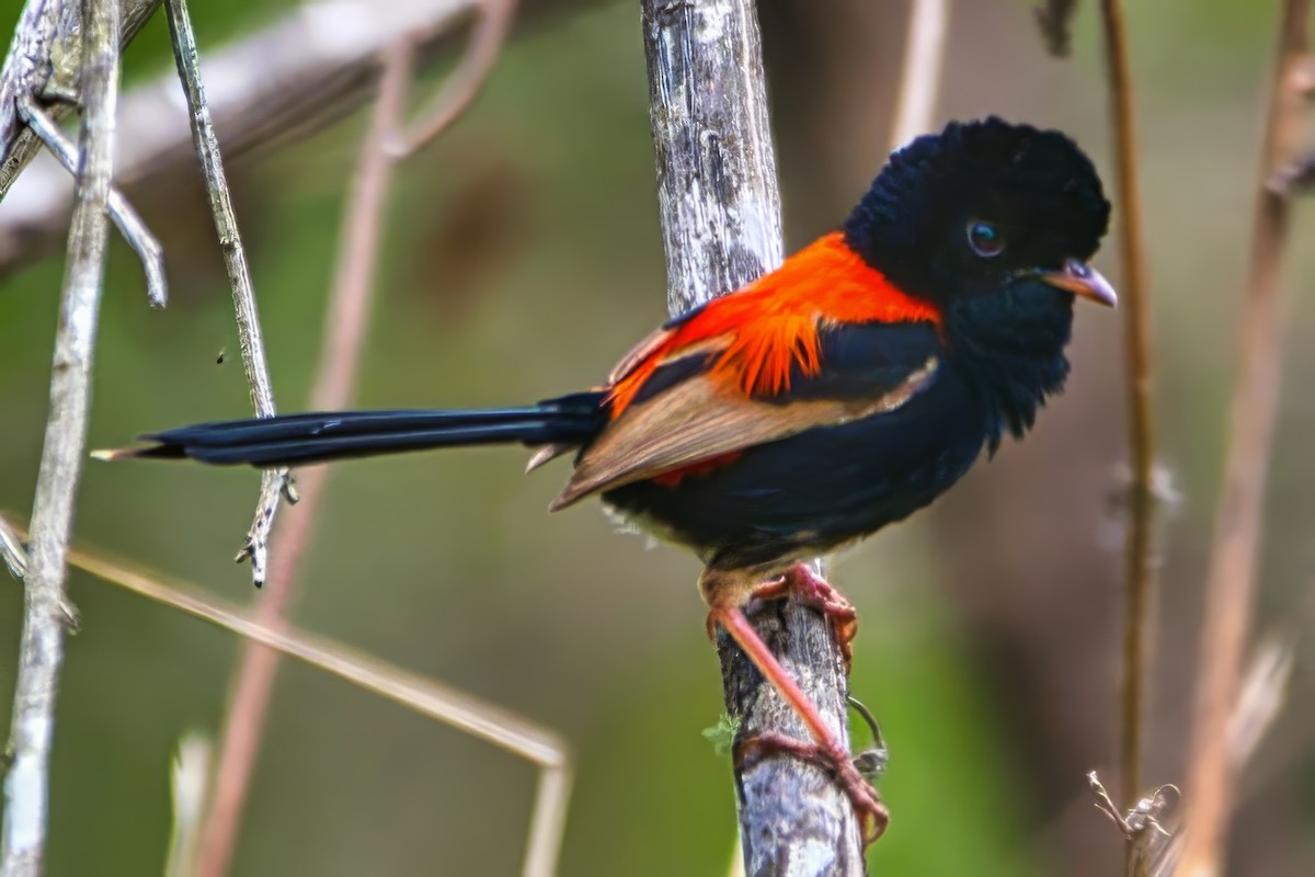 Red-backed Fairywren - ML642907675