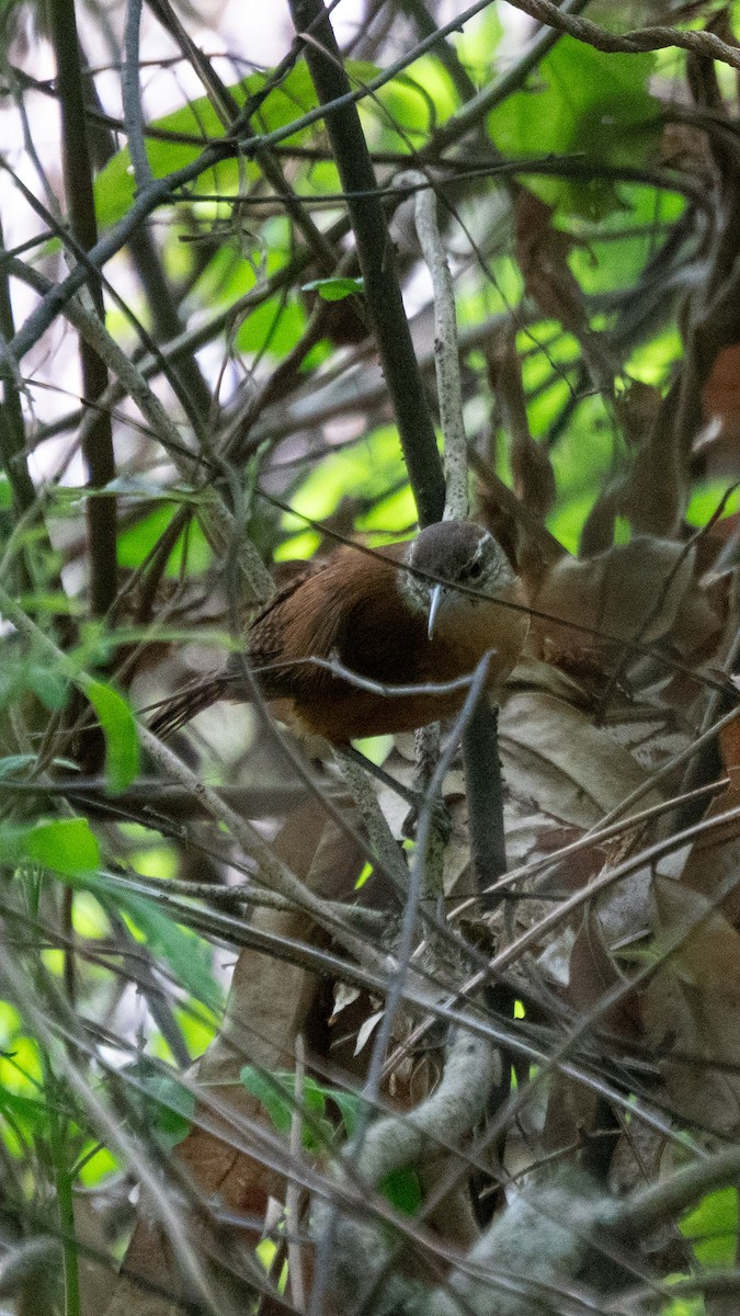Long-billed Wren - ML642907699