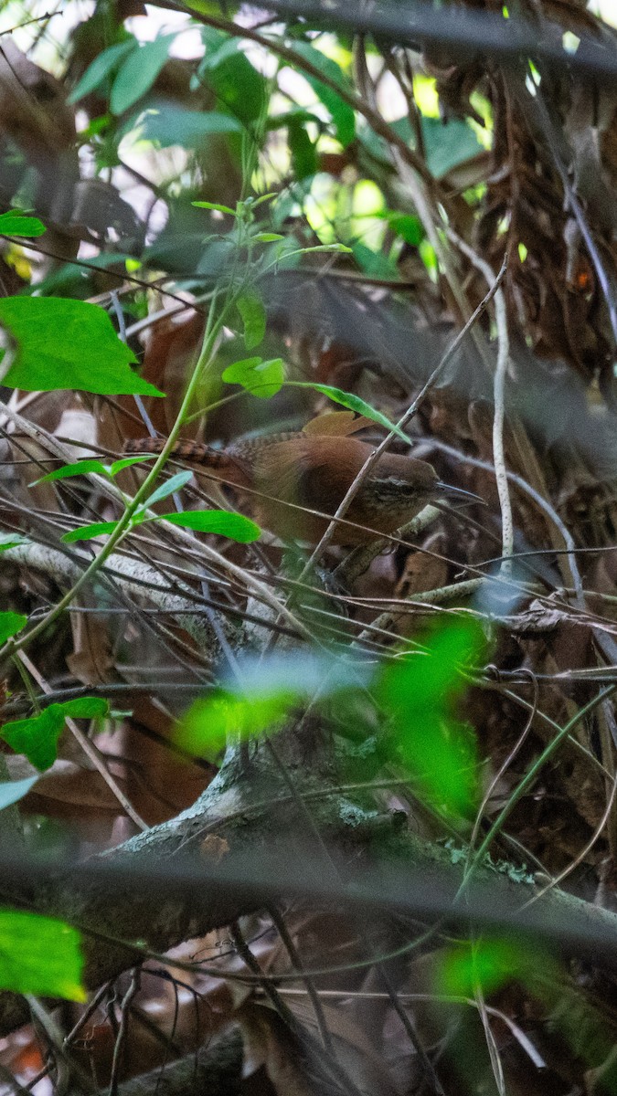 Long-billed Wren - ML642907700