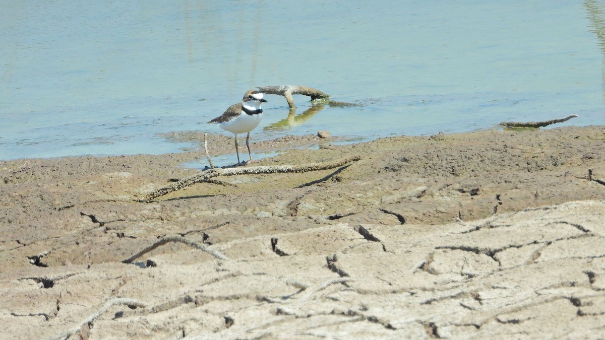 Collared Plover - ML642907701