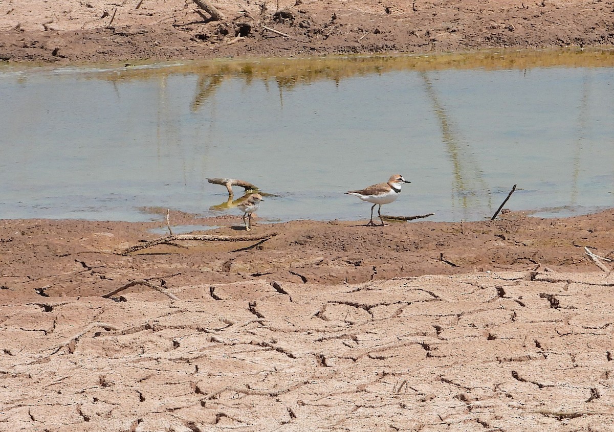 Collared Plover - ML642907702