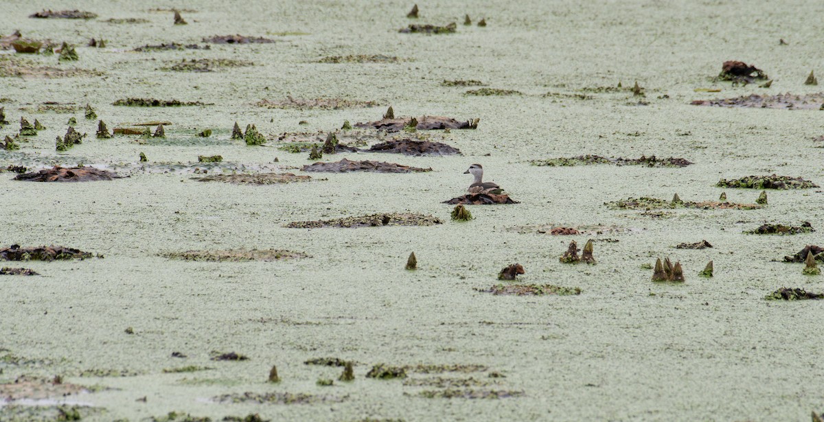 Cotton Pygmy-Goose - ML642907703