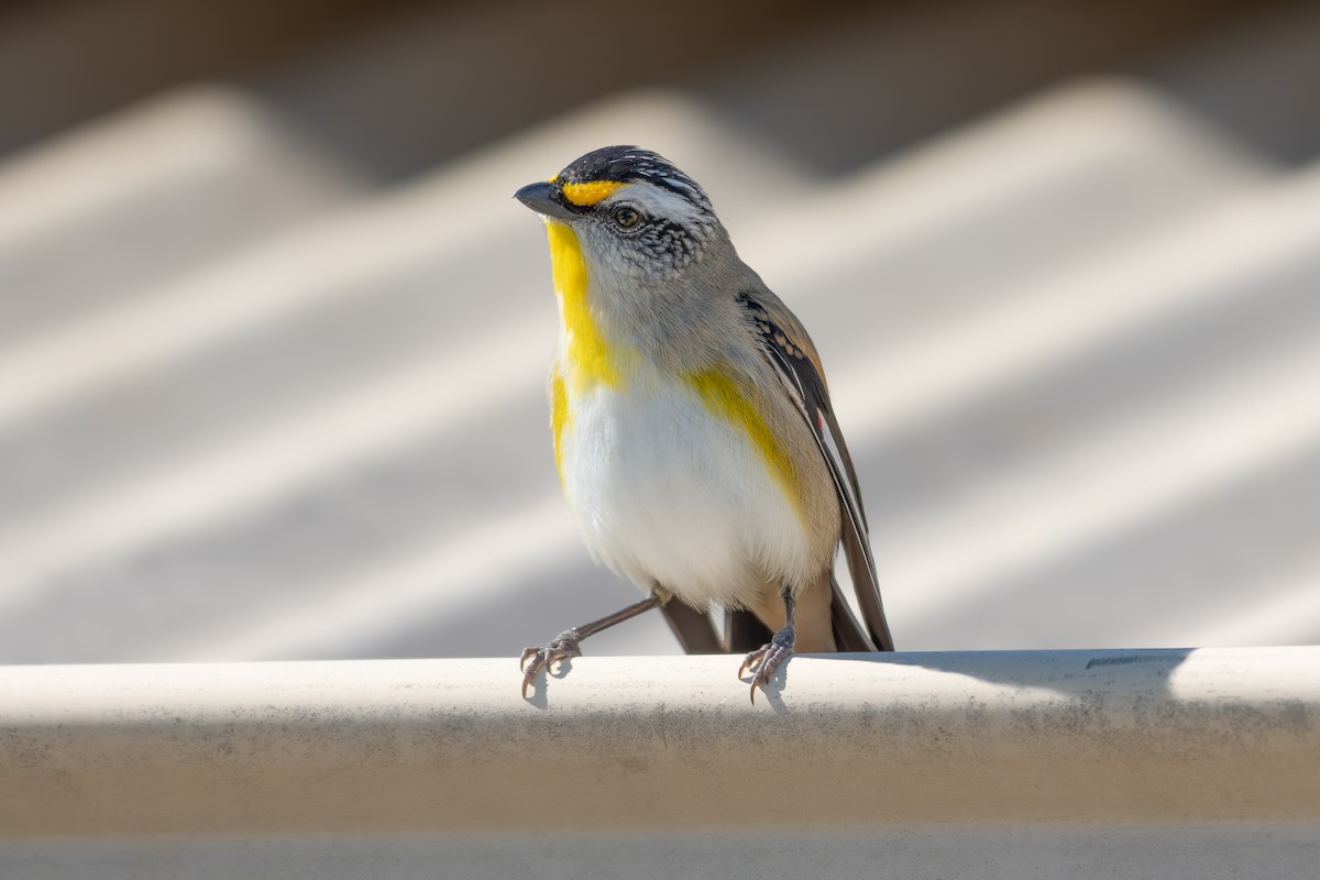Striated Pardalote (Striated) - ML642907706