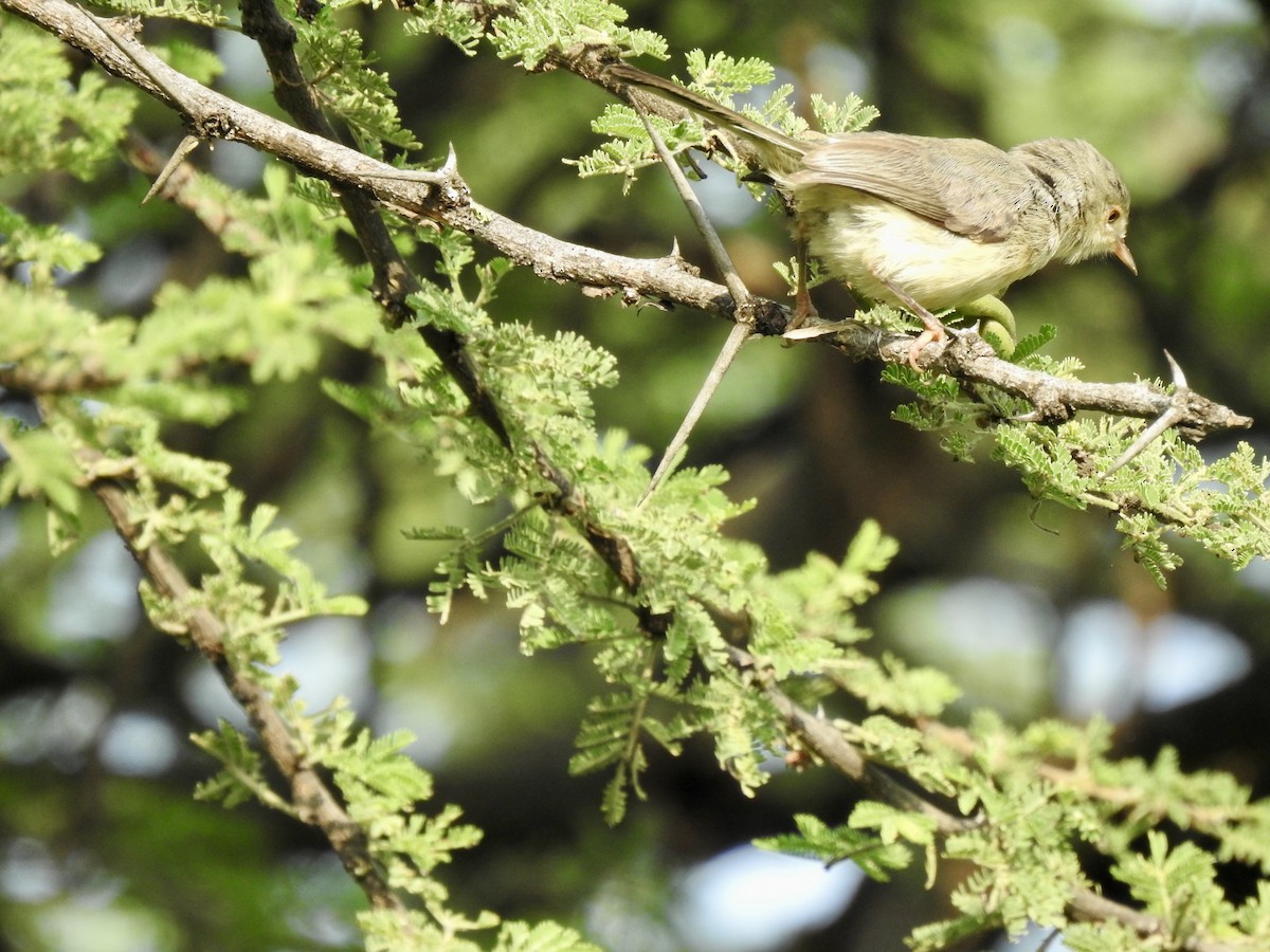 Buff-bellied Warbler - ML642907711