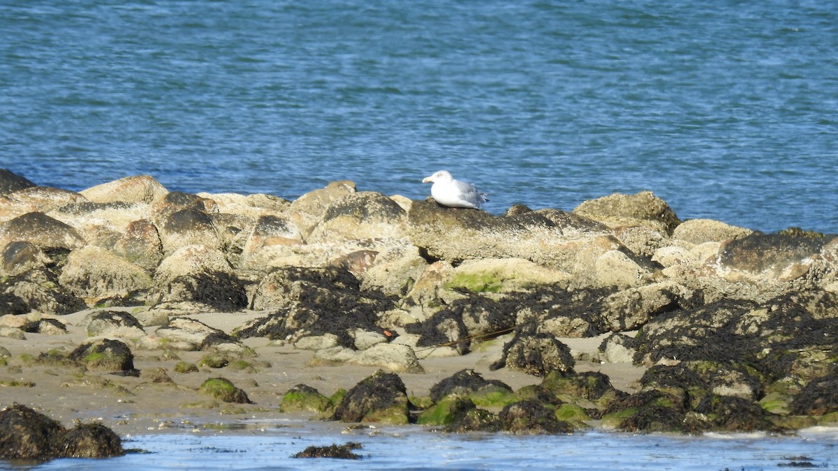 American Herring Gull - ML642907713