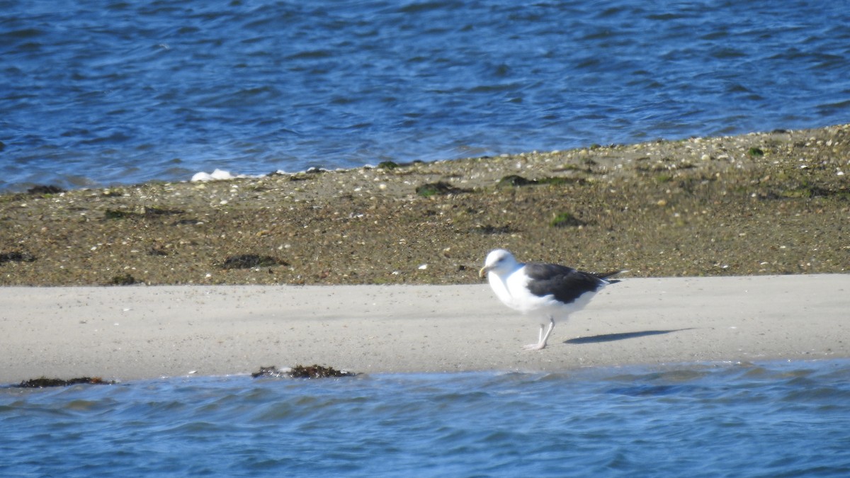 Great Black-backed Gull - ML642907717