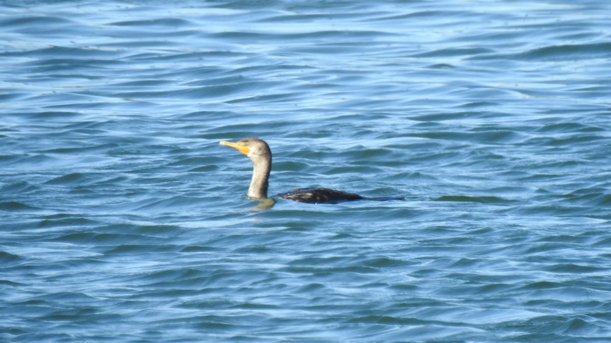 Double-crested Cormorant - ML642907720