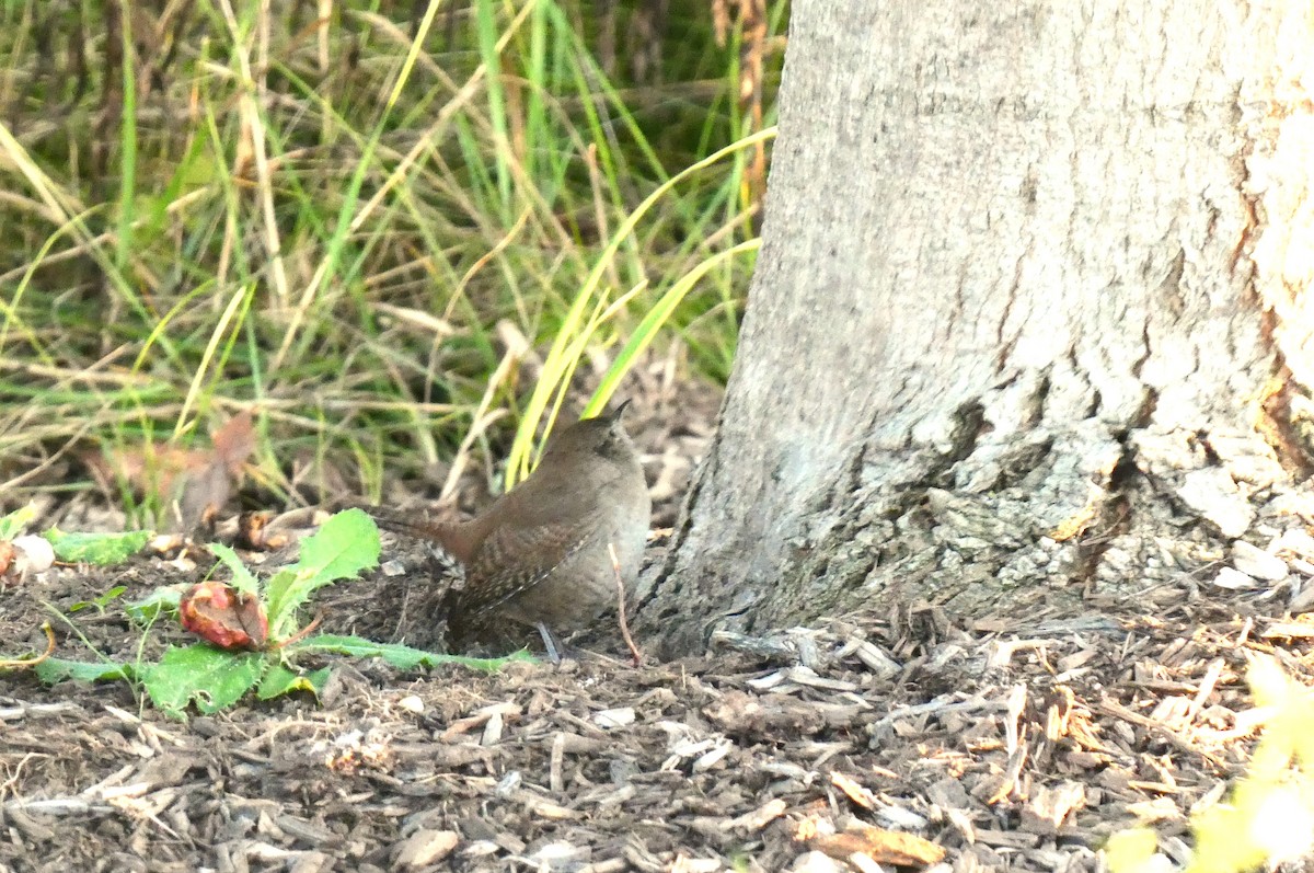 Northern House Wren - ML642907732