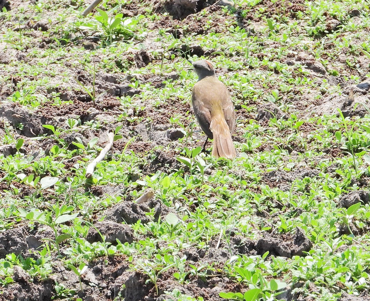 Cattle Tyrant - ML642907743