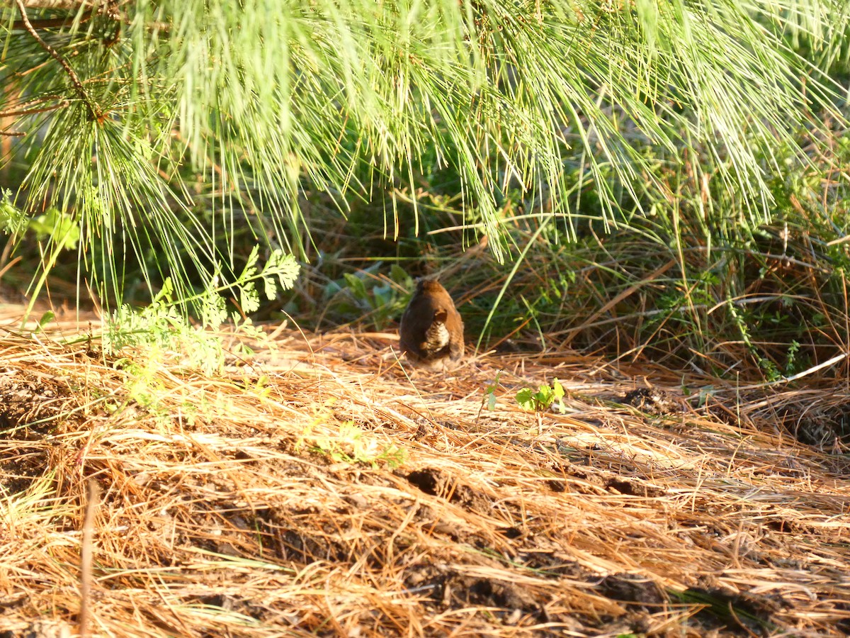 Northern House Wren - ML642907752