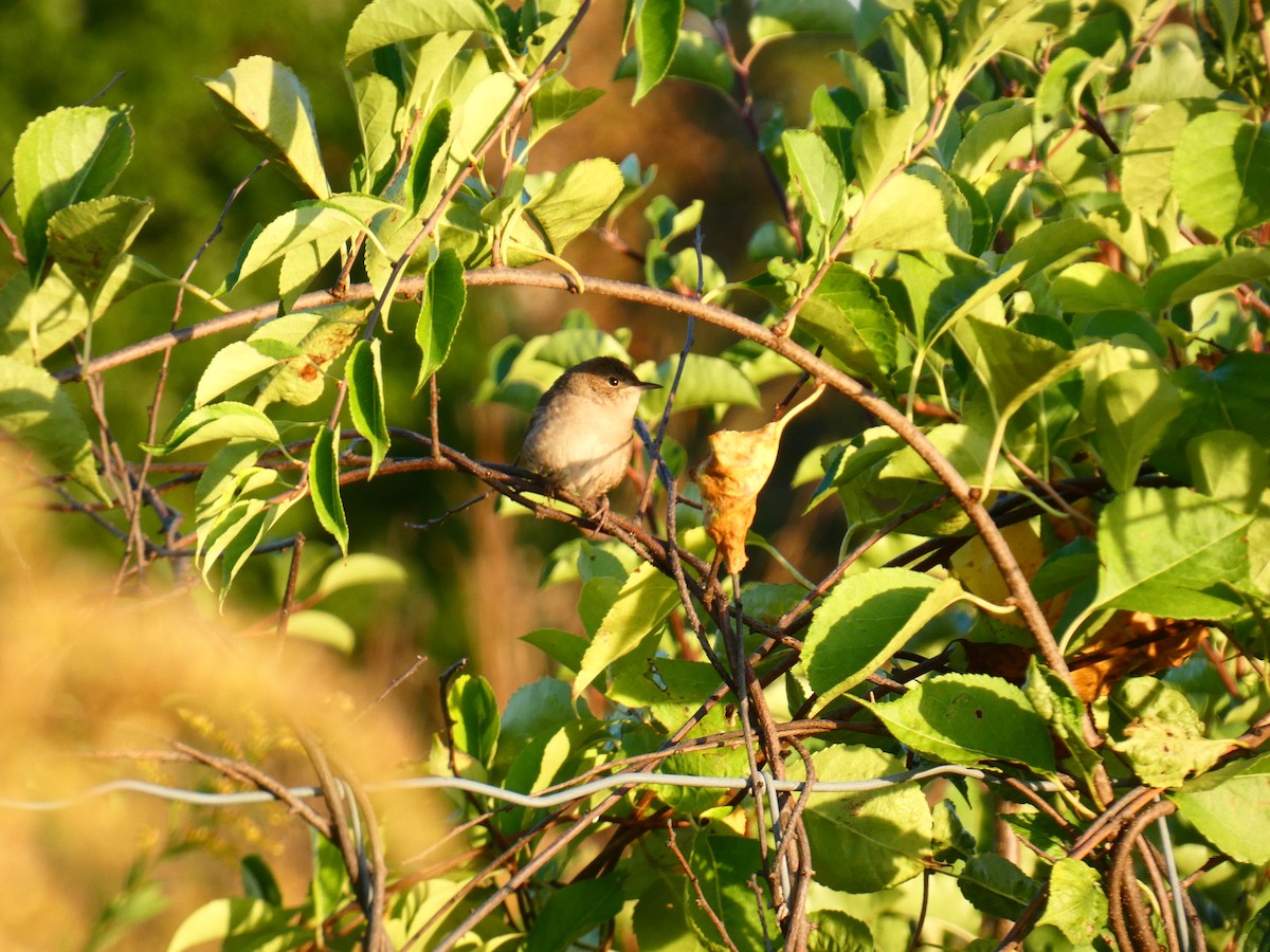 Northern House Wren - ML642907753