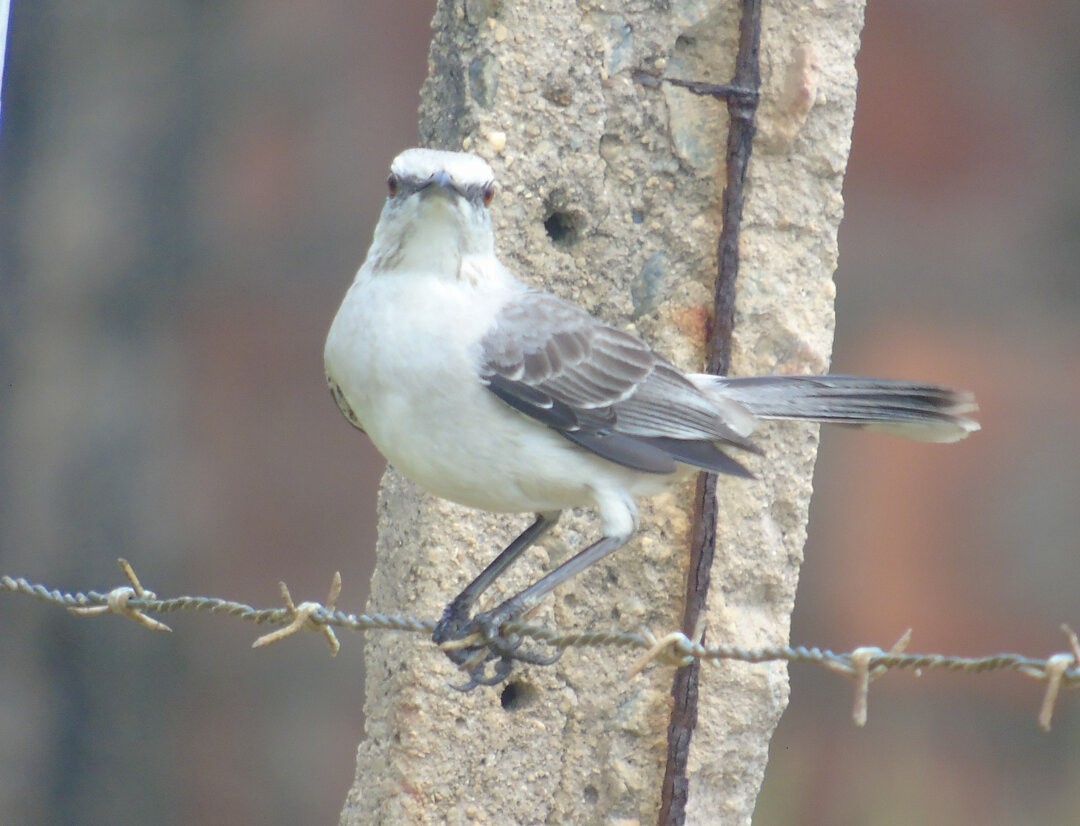 Tropical Mockingbird - ML642907763