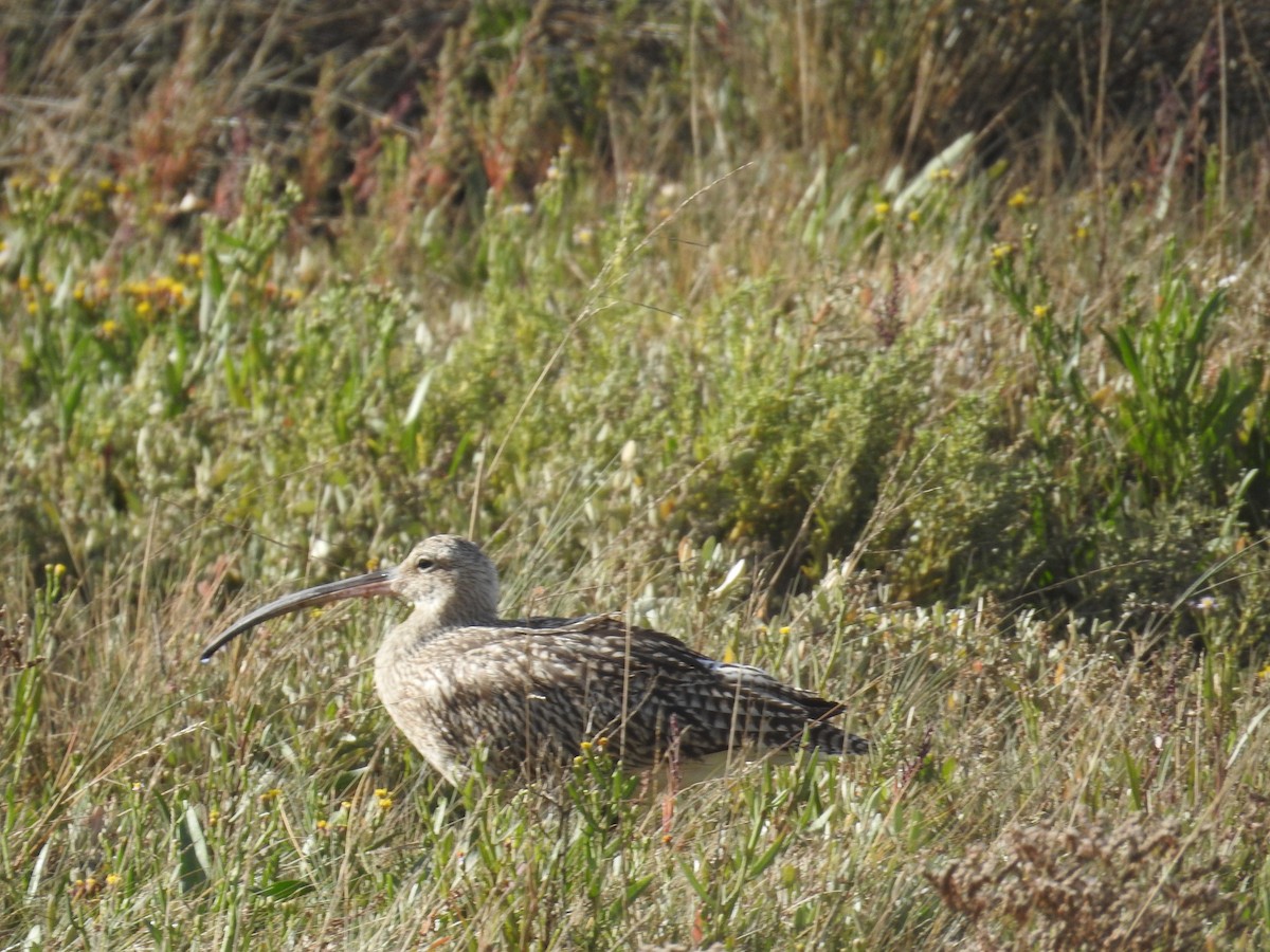 Eurasian Curlew - ML642907767