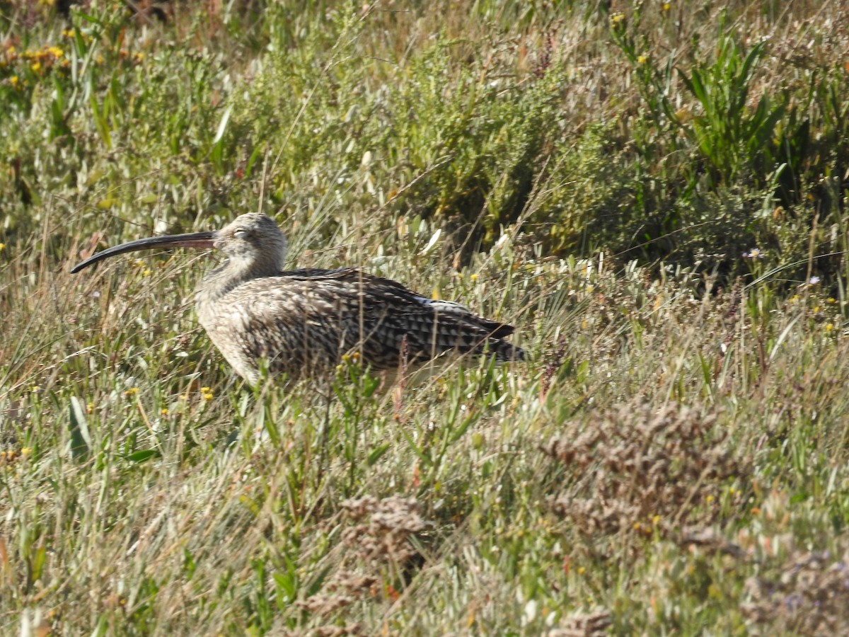 Eurasian Curlew - ML642907768