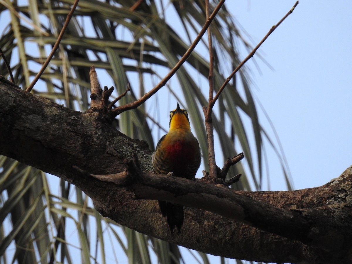 Yellow-fronted Woodpecker - ML642907769