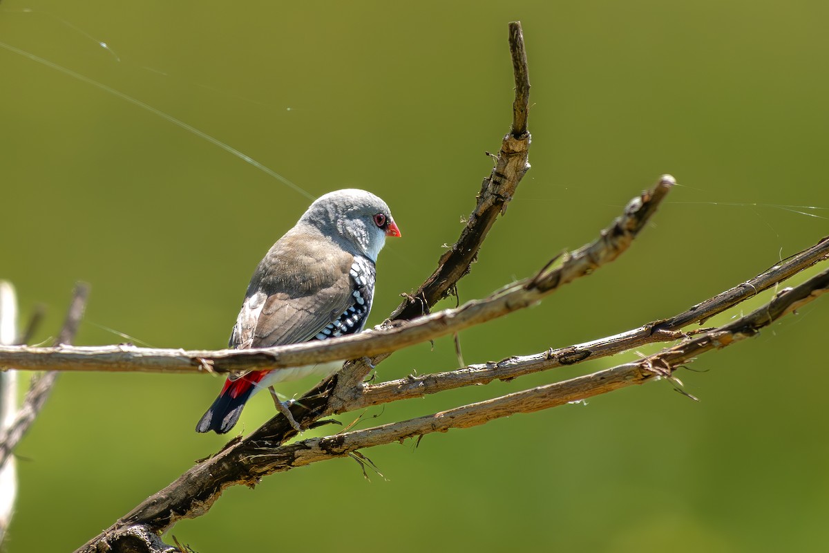 Diamond Firetail - ML642907794