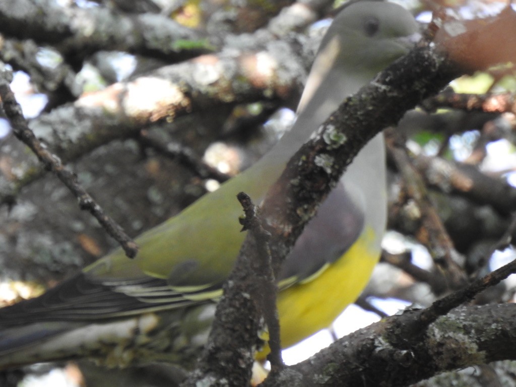 Bruce's Green-Pigeon - ML642907797