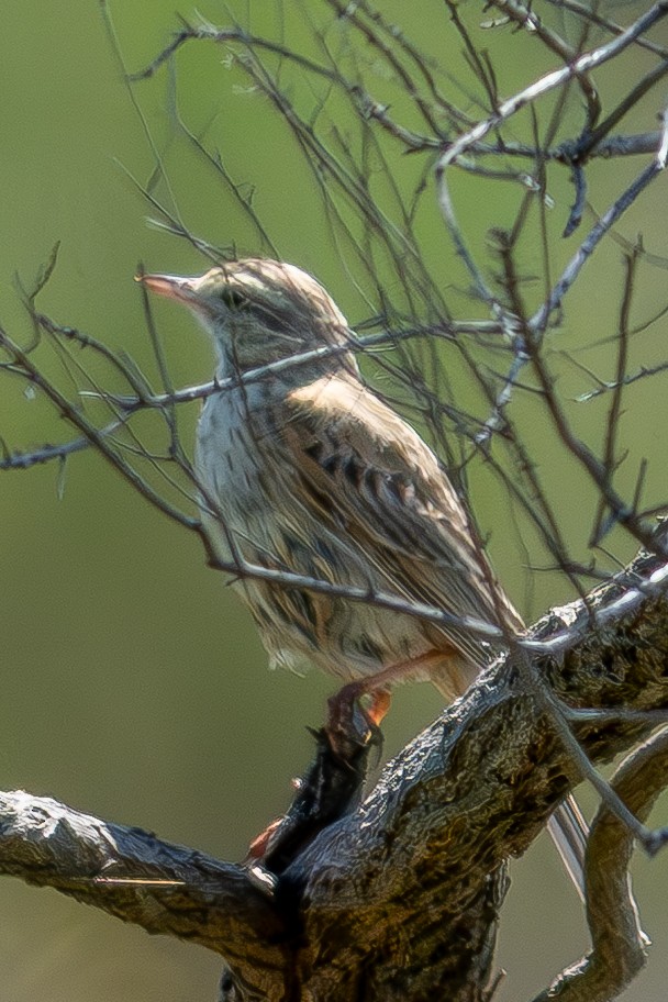 Australian Pipit - ML642907798