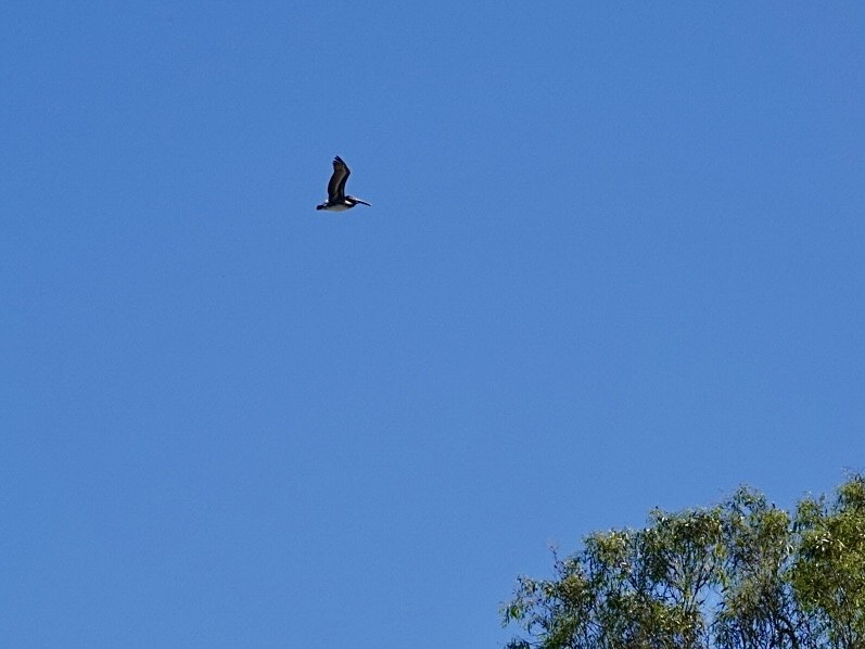 Brown Pelican - ML642907801
