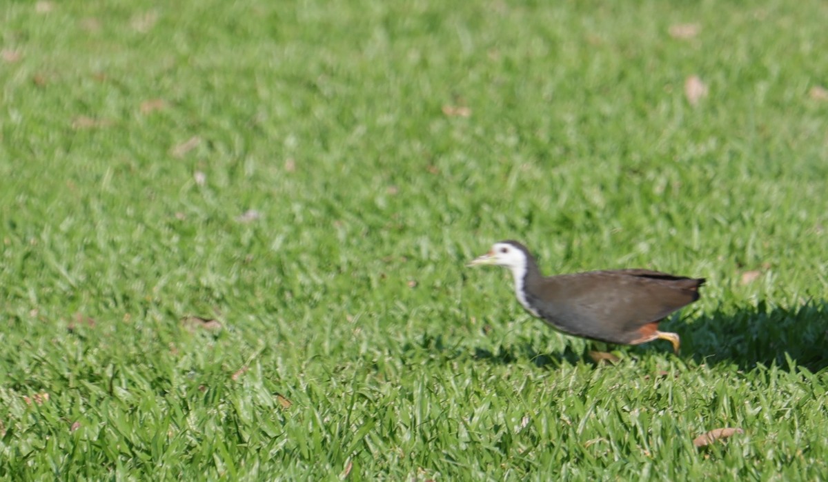 White-breasted Waterhen - ML642907811