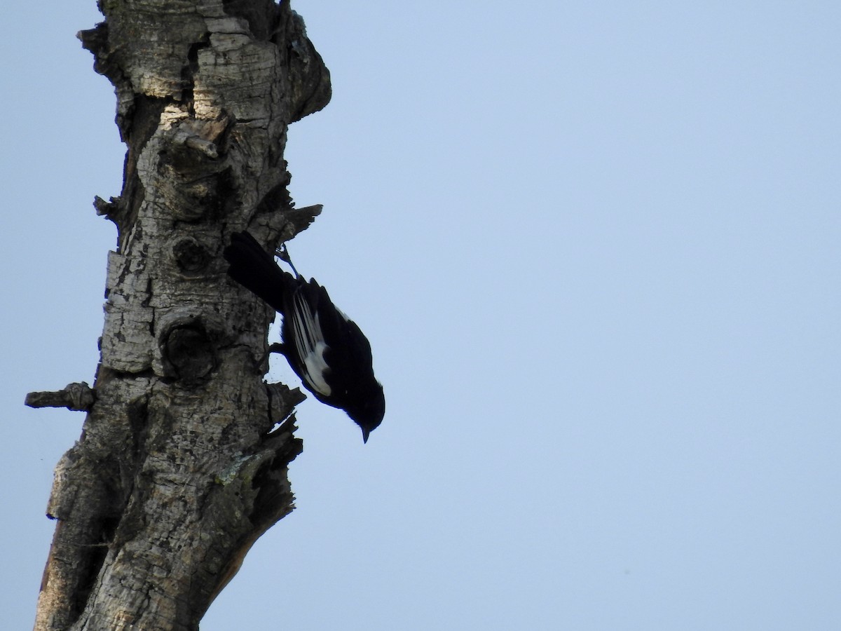 White-winged Black-Tit - ML642907812
